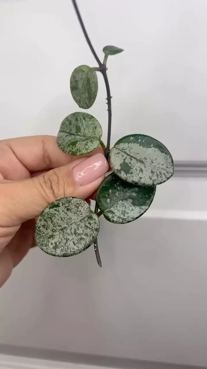 416 Mathilde splash silver thumbnail