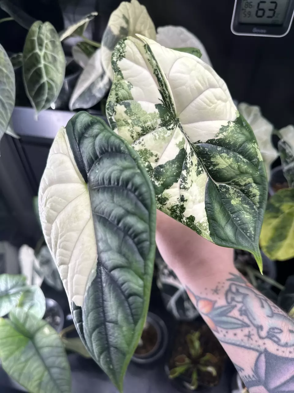Dragon scale Albo CORMS * thumbnail