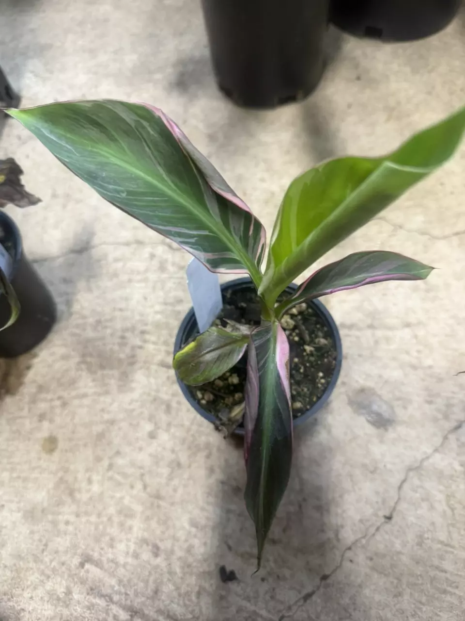 Musa Nono Pink Variegated thumbnail
