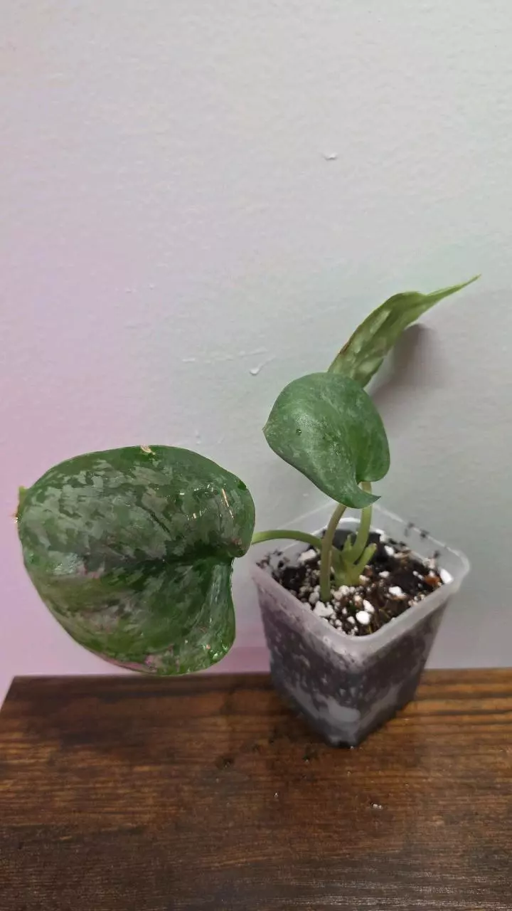 Scindapsus Mt Salak 676 thumbnail