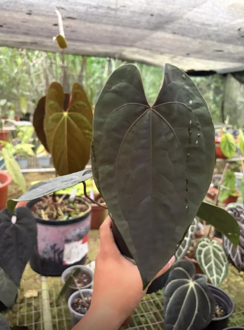 Anthurium AOS ♠️ thumbnail