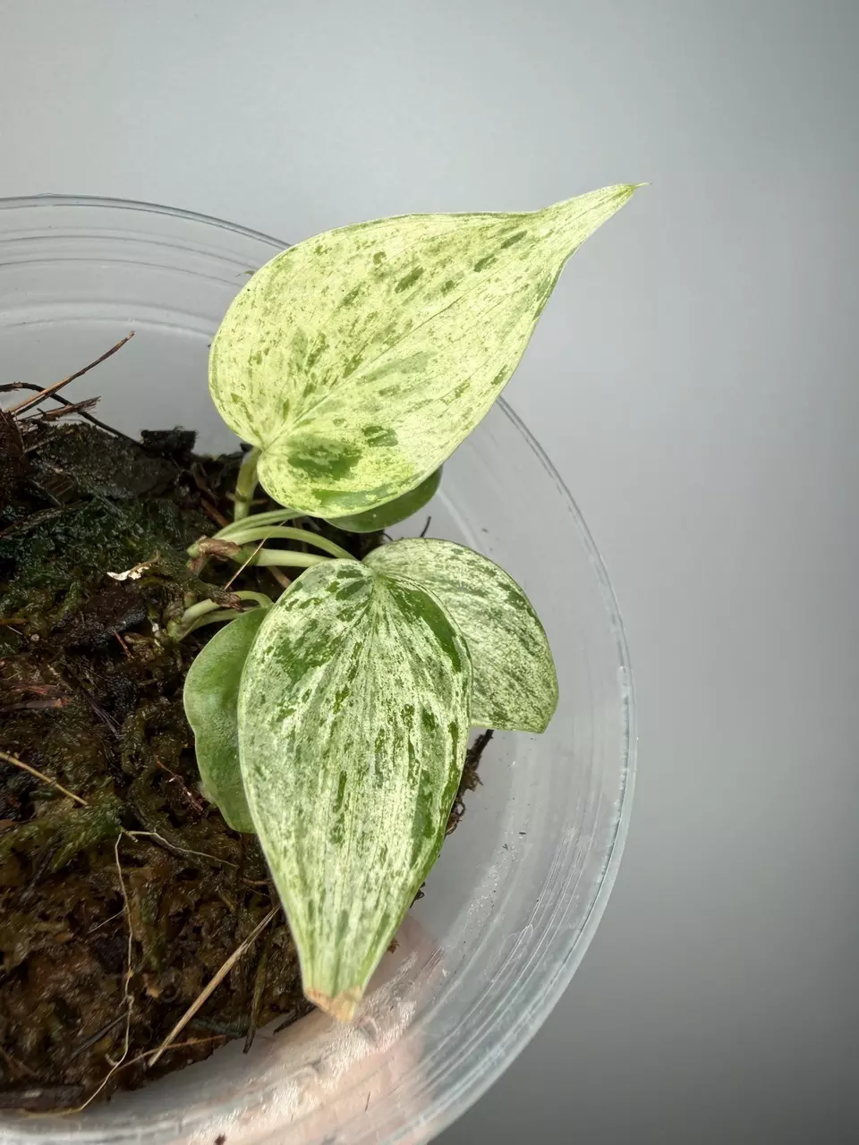 Philodendron Variegated Heart Leaf Seedling thumbnail