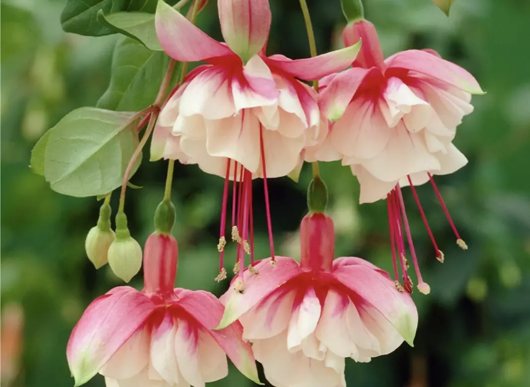 Fuchsia El Camino starter plant growers choice thumbnail