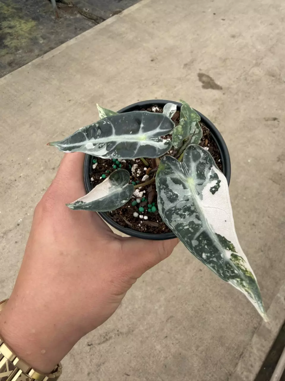 Alocasia Pink Bambino *Grower’s Choice thumbnail