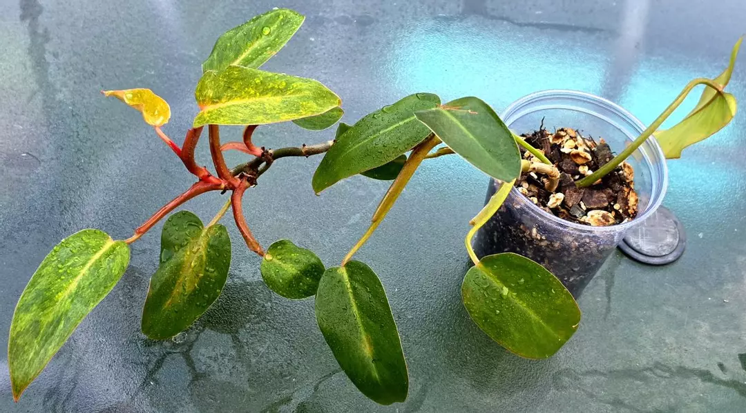 Painted Lady Philodendron established and growing thumbnail