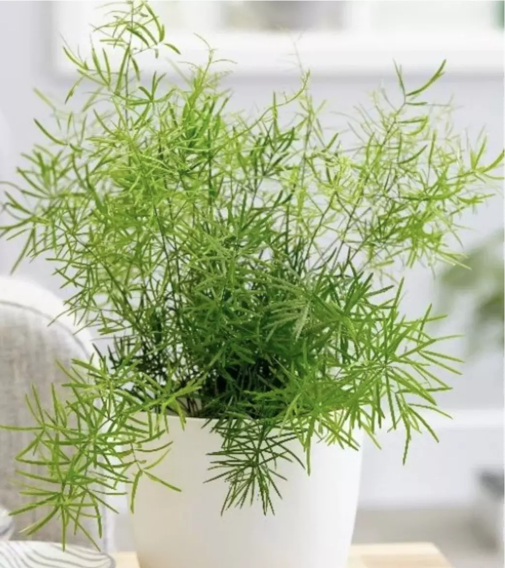 Asparagus Sprengeri Fern starter plant growers choice thumbnail