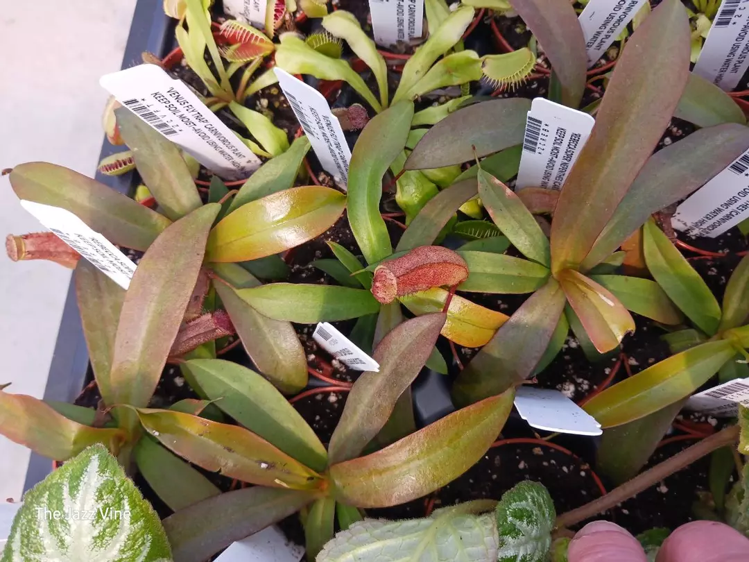 Carnivorous nepenthes Rebecca soper thumbnail