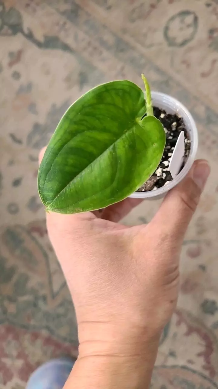 Syngonium Frosted Heart 2" #1 thumbnail