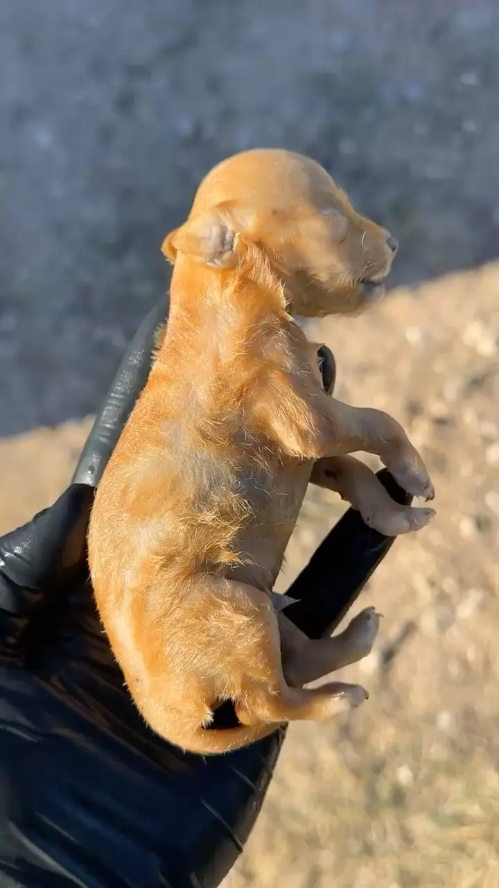 Ethically Sourced Chihuahua Stillborn Puppy Wet Specimen - Without Jar thumbnail