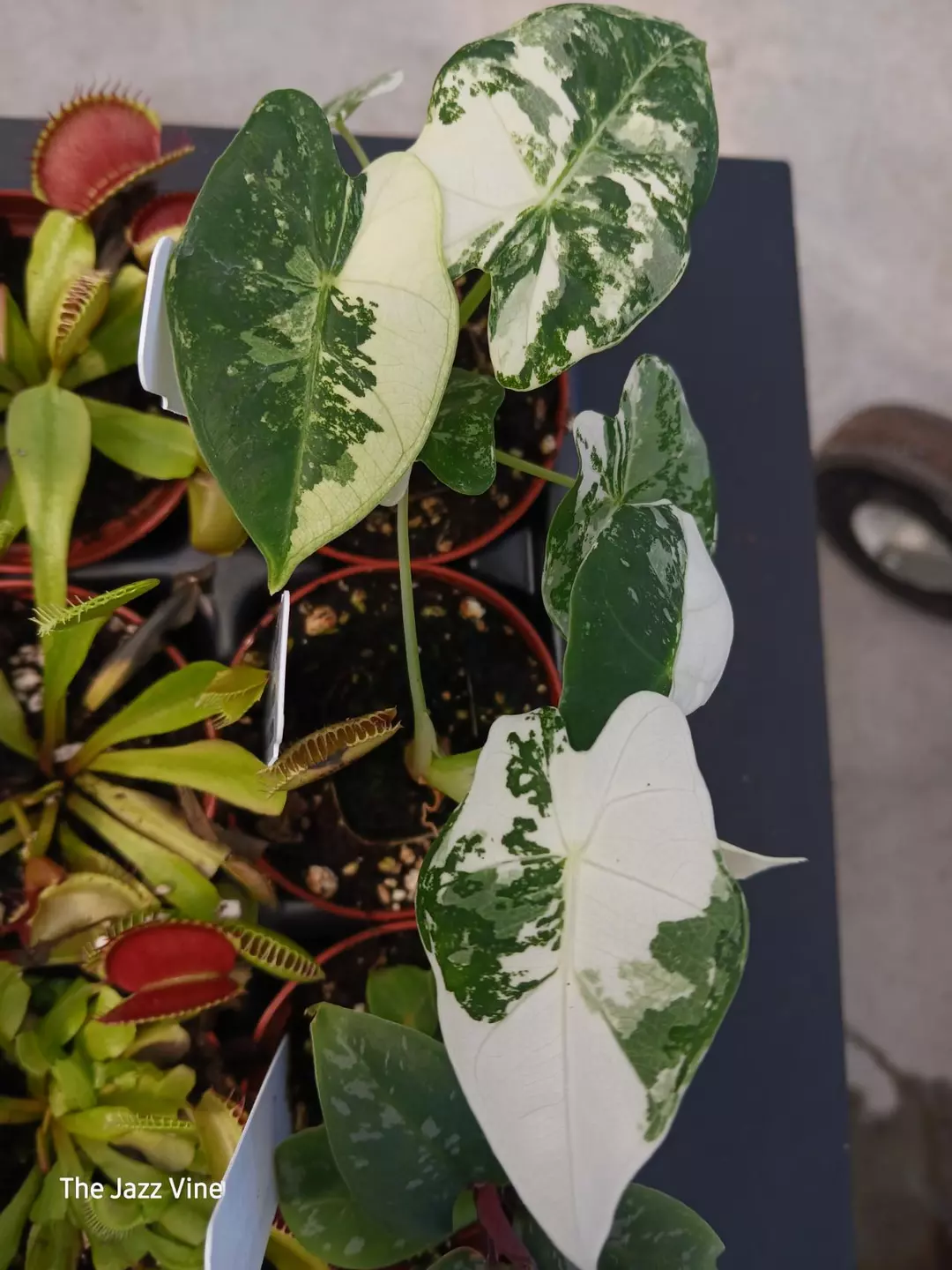 Variegated alocasia frydek thumbnail