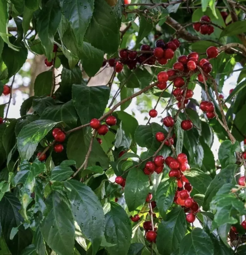 Muntingia Calabura Red Jamaican Cherry starter plant growers choice thumbnail