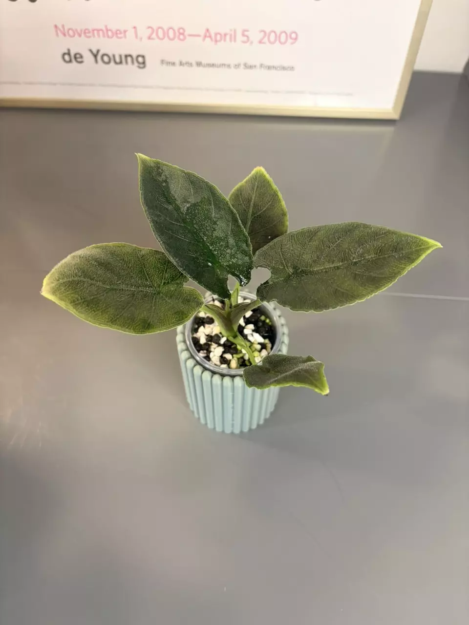 Alocasia Antoro Velvet thumbnail