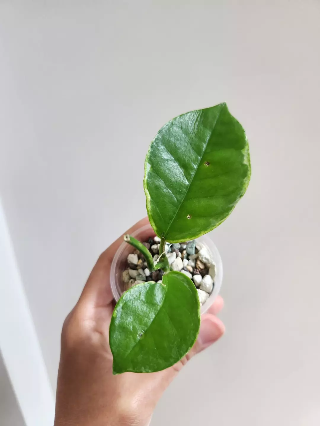 Hoya Australis Peridot thumbnail