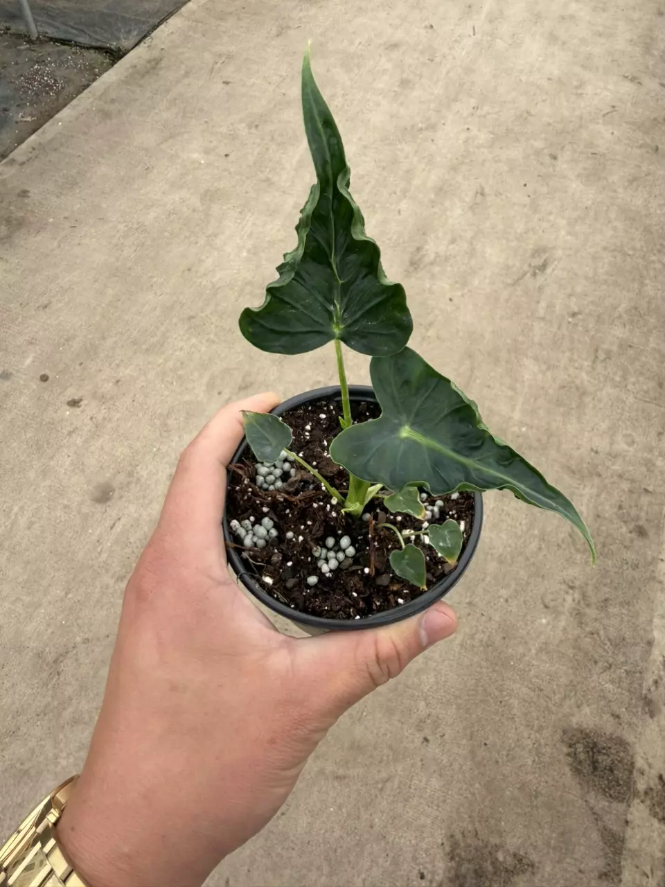 Alocasia Frydek Tattoo *Grower’s Choice thumbnail