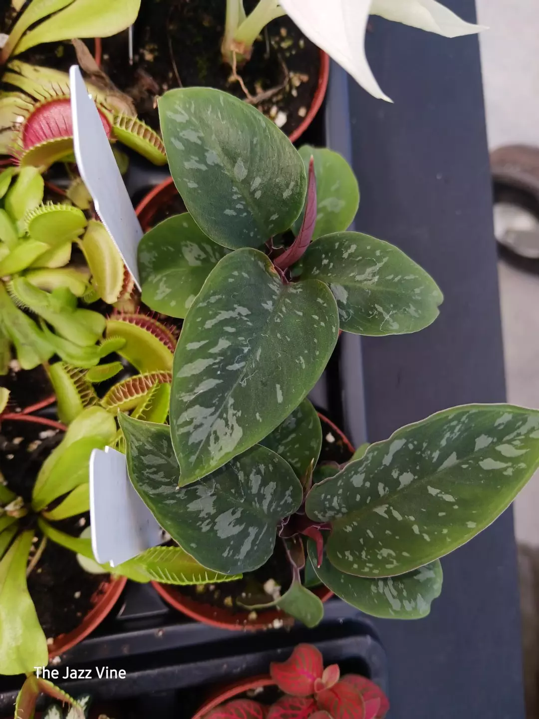 Apobolis red sword thumbnail