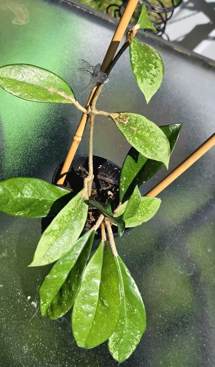 Hoya AH 074 Silver Moon thumbnail