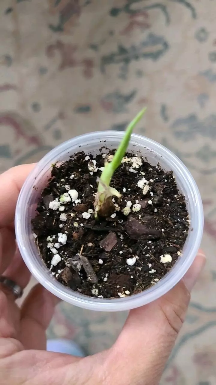 Alocasia Frydek Pup 2" thumbnail