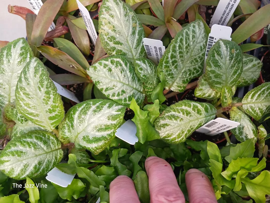 Episcia silver thumbnail