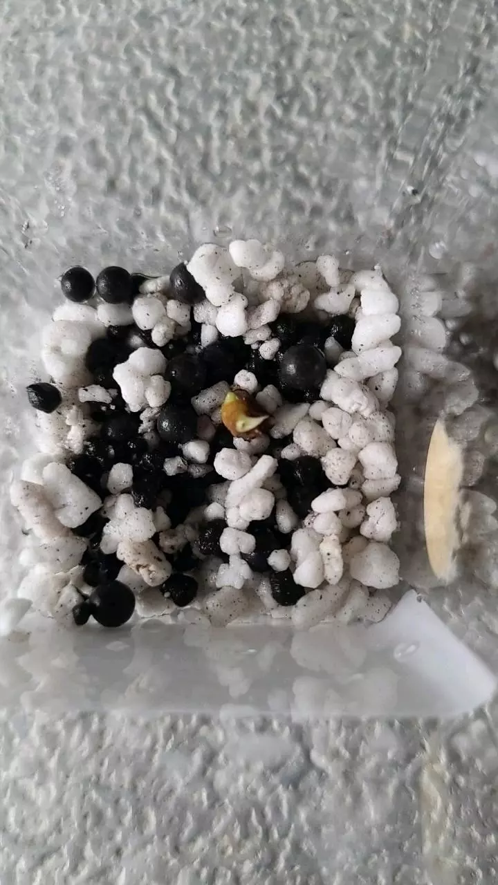 Dragon Scale Alocasia Corm thumbnail