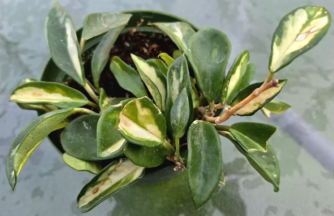 6" Hoya carnosa rubra krimson princess thumbnail