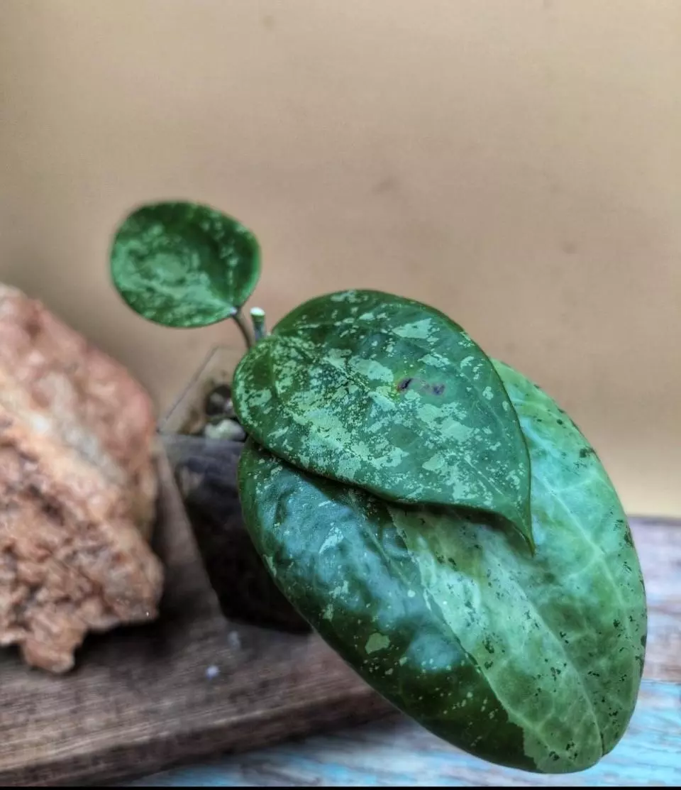 Latifolia NAP hybrid (NAP099) thumbnail