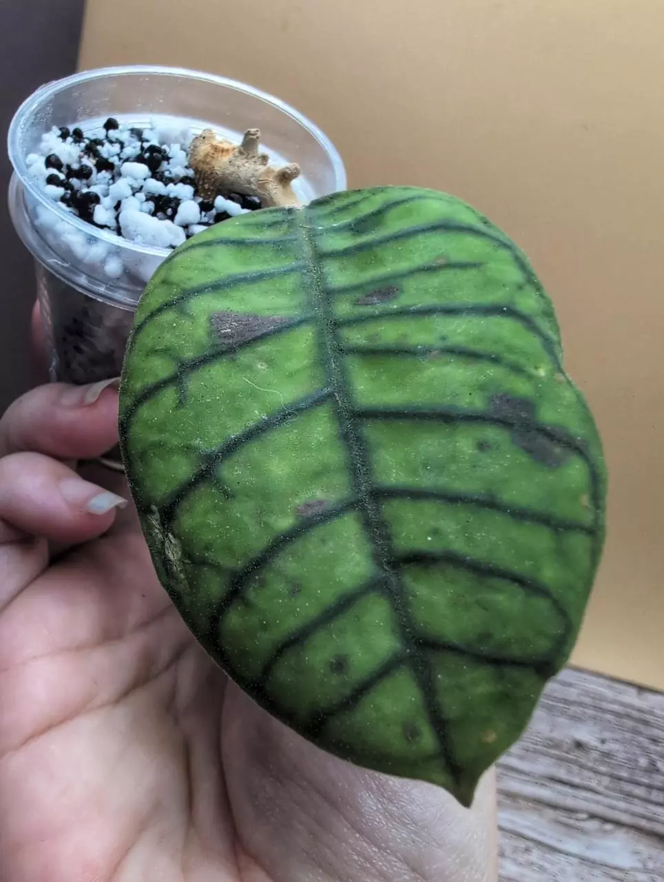 Callistophylla 'Round Form' (Pink Splash) thumbnail