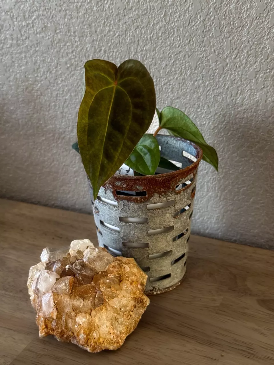 0406 Anthurium Prismatic thumbnail