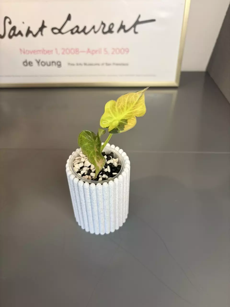 Alocasia Variegated Regal Shields Aurea thumbnail