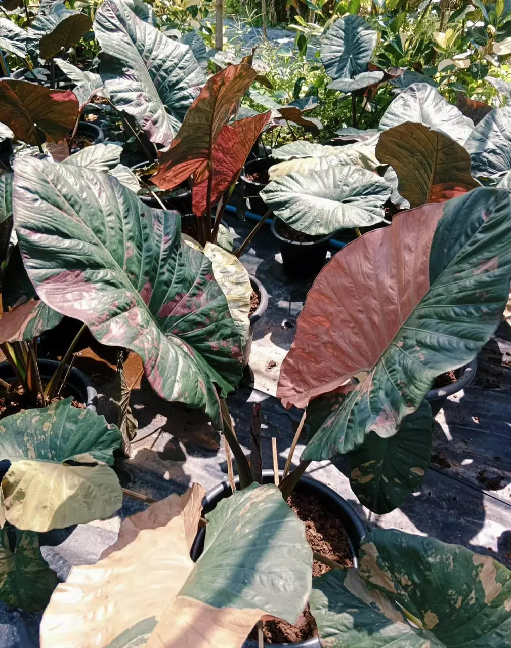 Alocasia Pink Serendipity CORM thumbnail