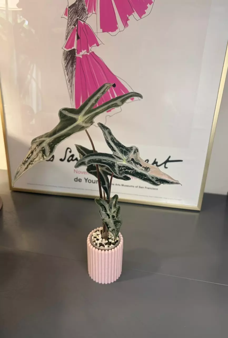 Alocasia Variegated Nobilis Pink thumbnail