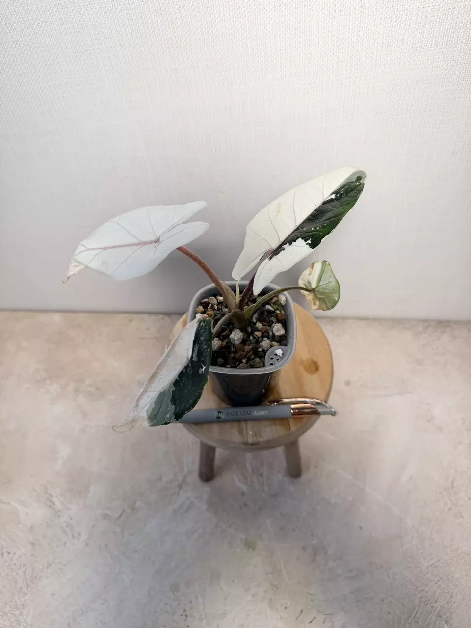 Alocasia Scalprum albo thumbnail