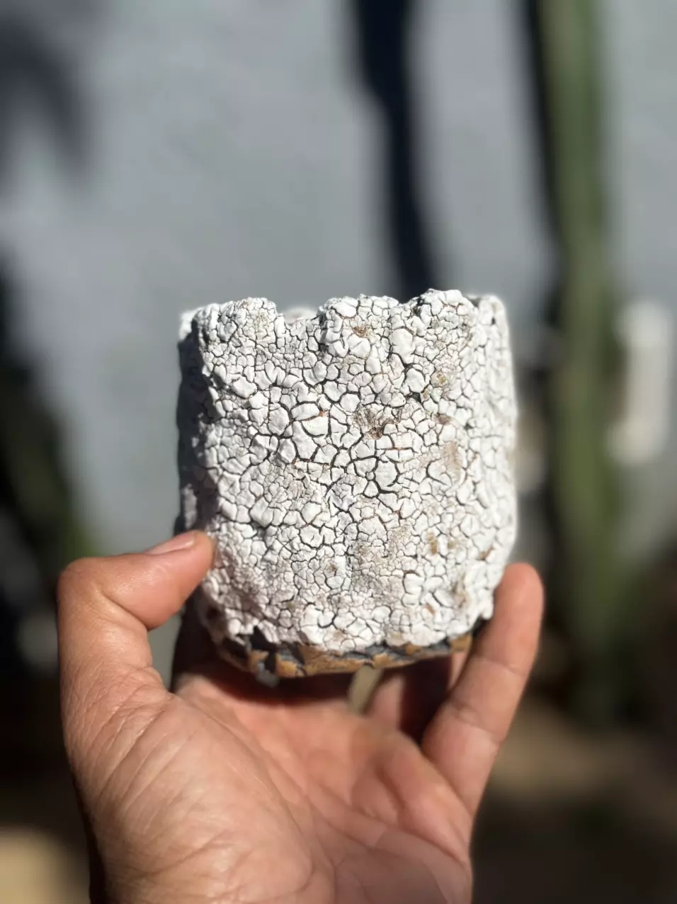 Coconut 3.5x3.5 thumbnail