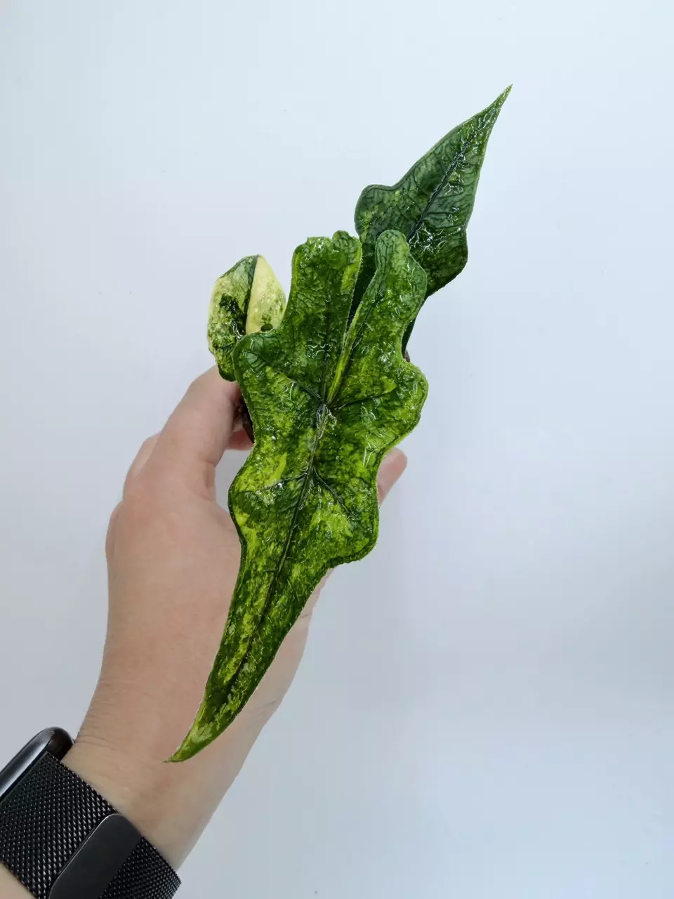 Alocasia 'Jacklyn' variegated (Aurea) thumbnail