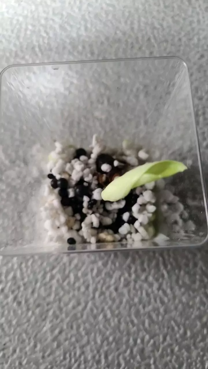 Silver Dragon Alocasia Pup thumbnail