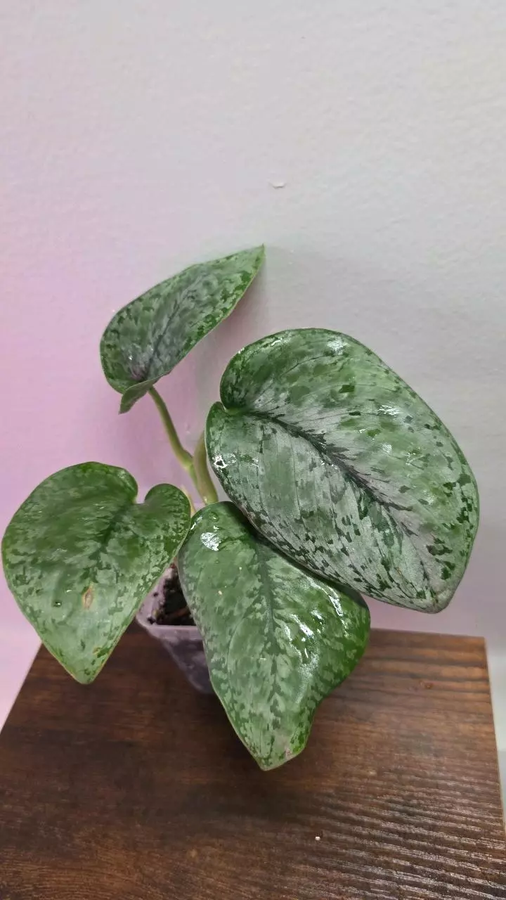 Scindapsus Mt Salak 672 thumbnail