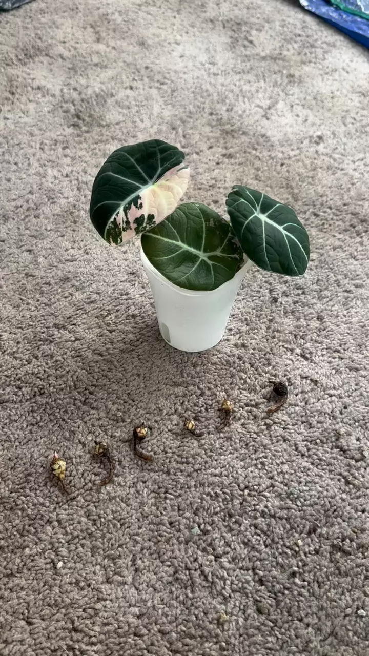 Pink Black Velvet Alocasia CORM thumbnail