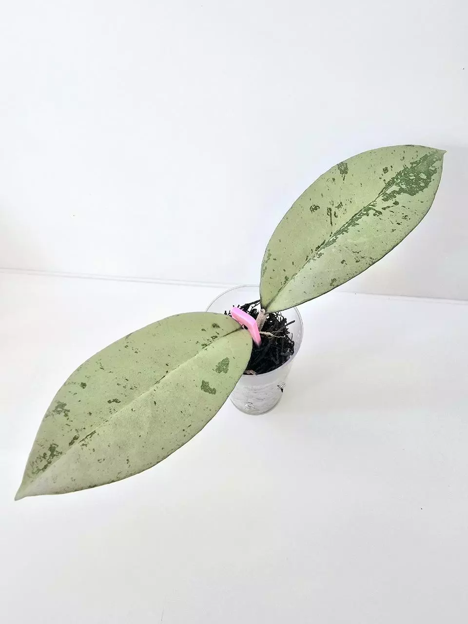 Hoya Blizzard (crassipetiolata splash x michele splash hybrid) thumbnail