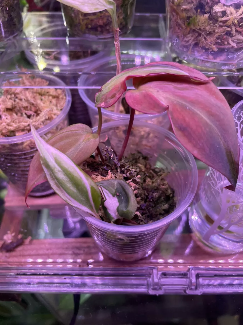 Micans Halo (white growing in nicely) thumbnail