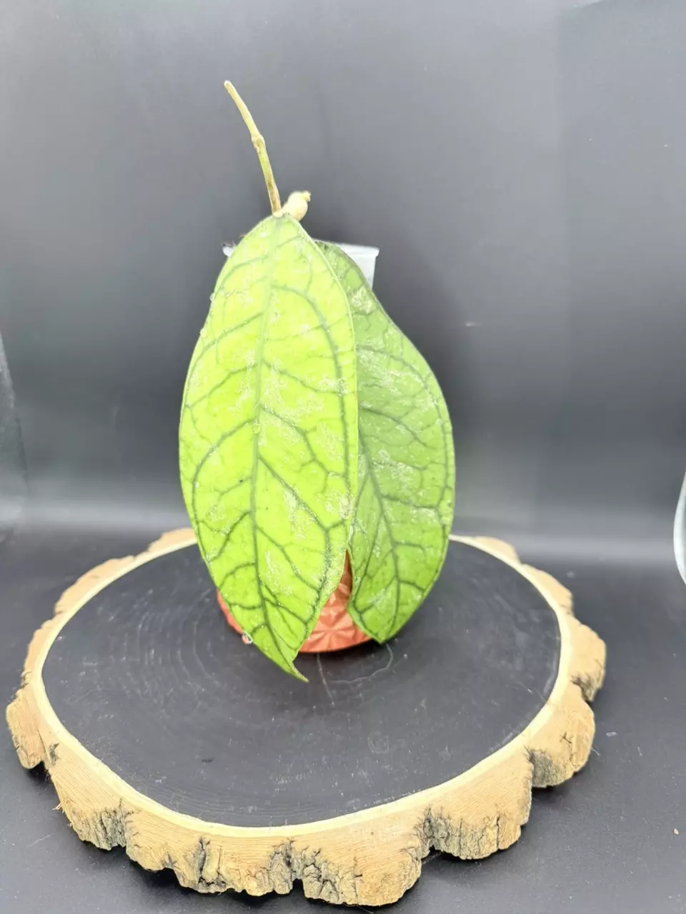Hoya Callistophylla #329 thumbnail