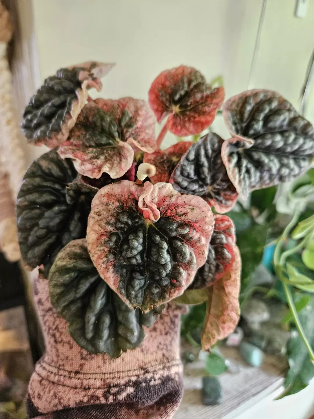 Peperomia abrico thumbnail