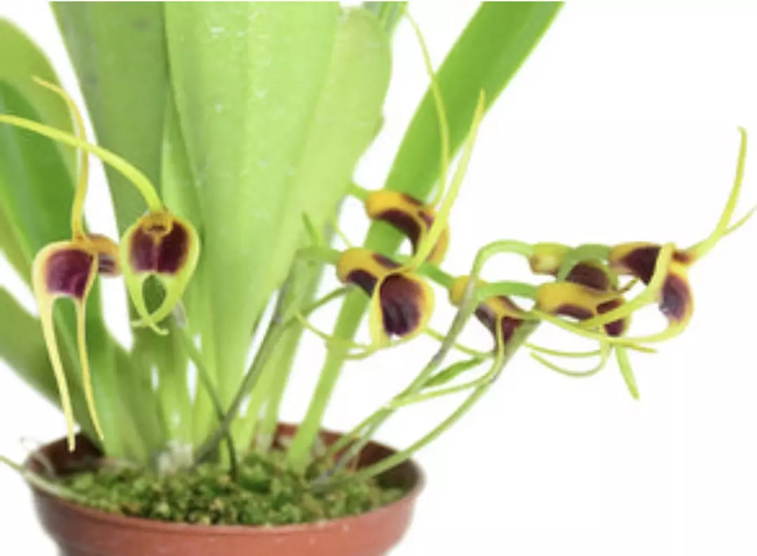 OR885 Masdevallia lata thumbnail