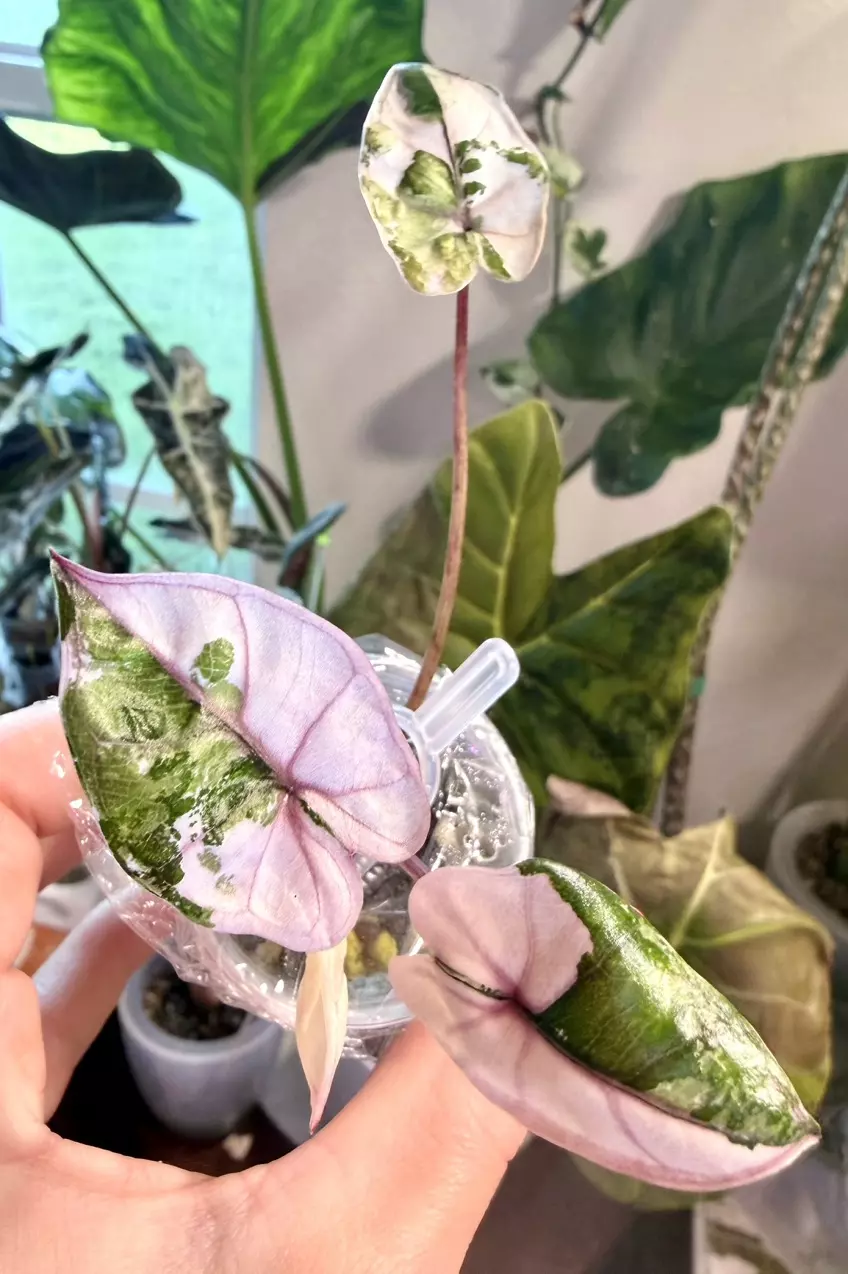 Pink Plumbea Alocasia thumbnail