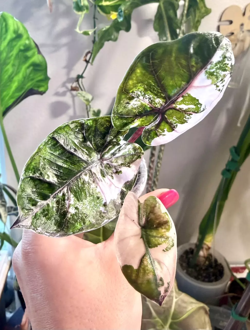 Pink Plumbea Alocasia thumbnail