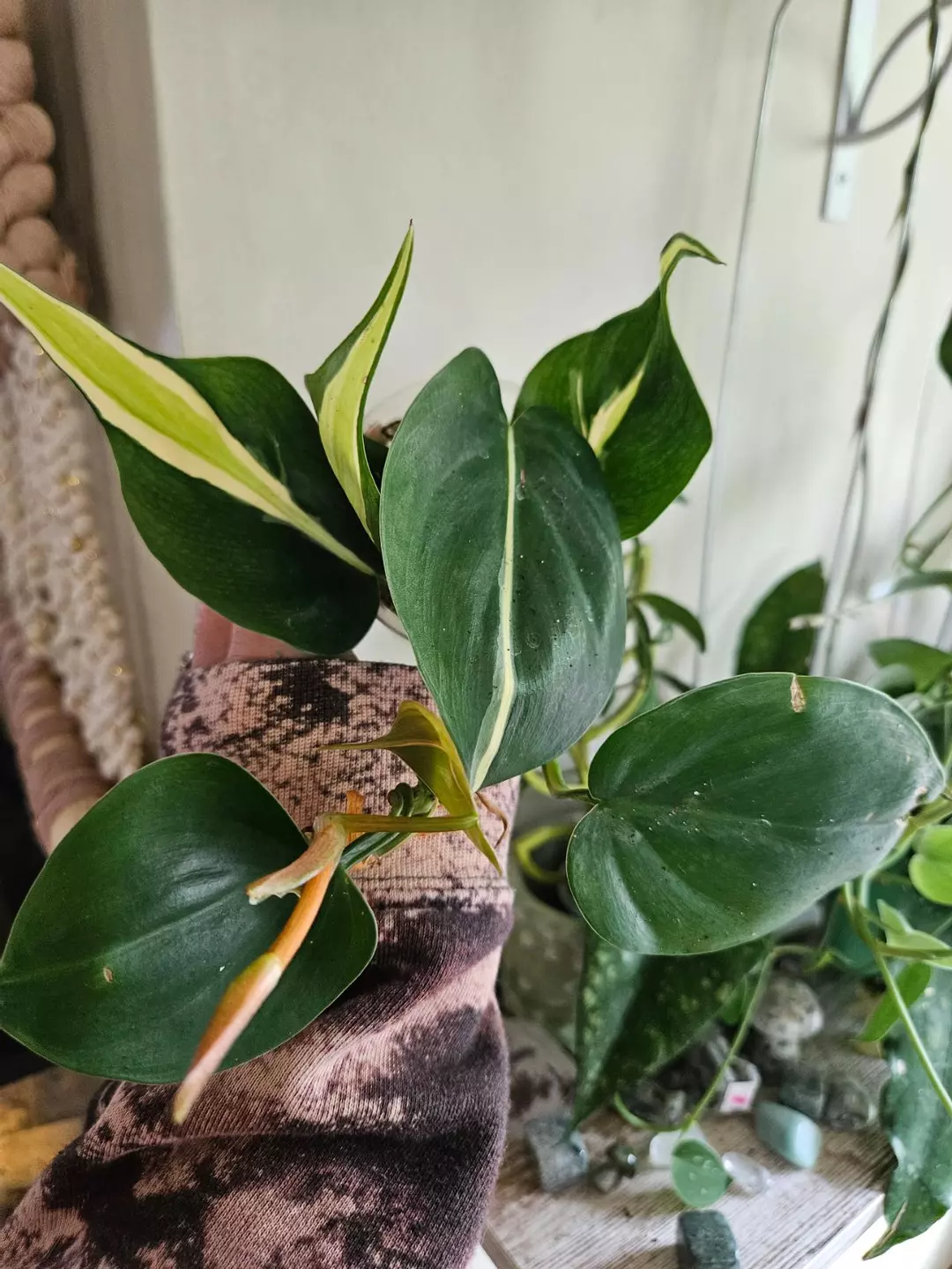 Philodendron silver stripe #130 thumbnail
