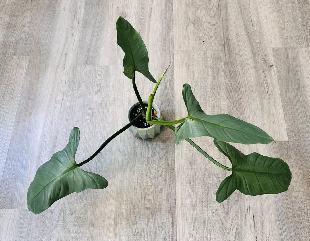 Philodendron Silver Sword LARGE thumbnail