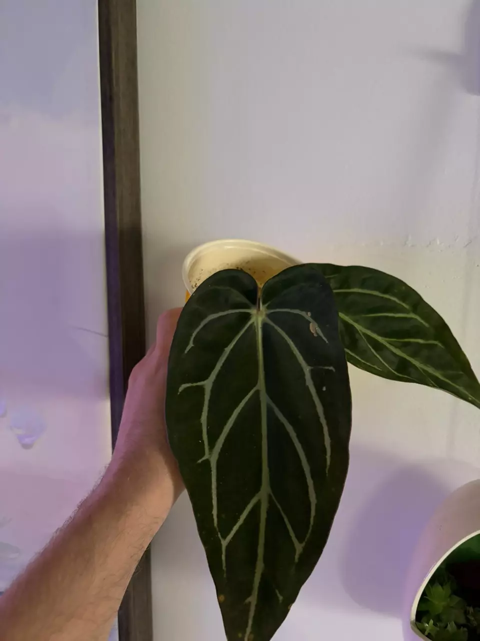 Anthurium Carlablackiae thumbnail