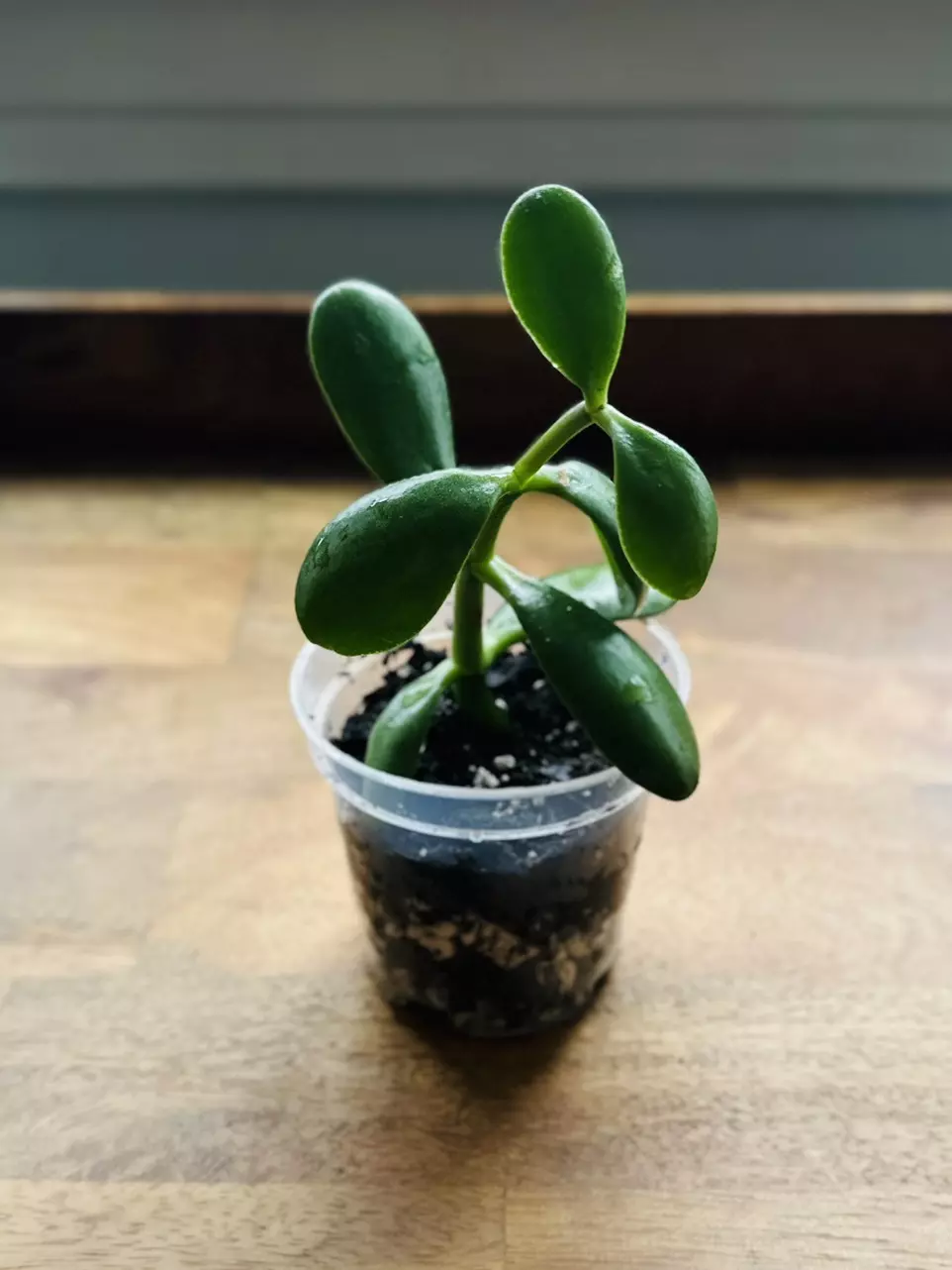 Jade Starter Succulent thumbnail