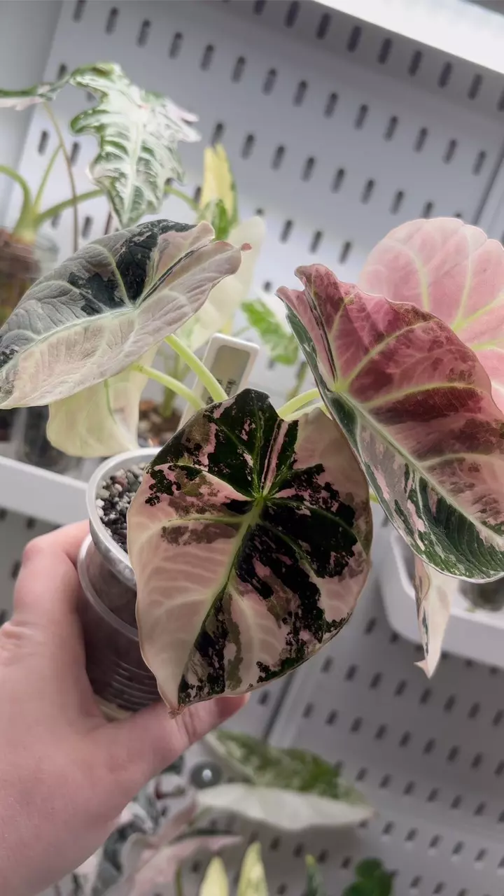 Alocasia Pink Black Velvet CORM thumbnail