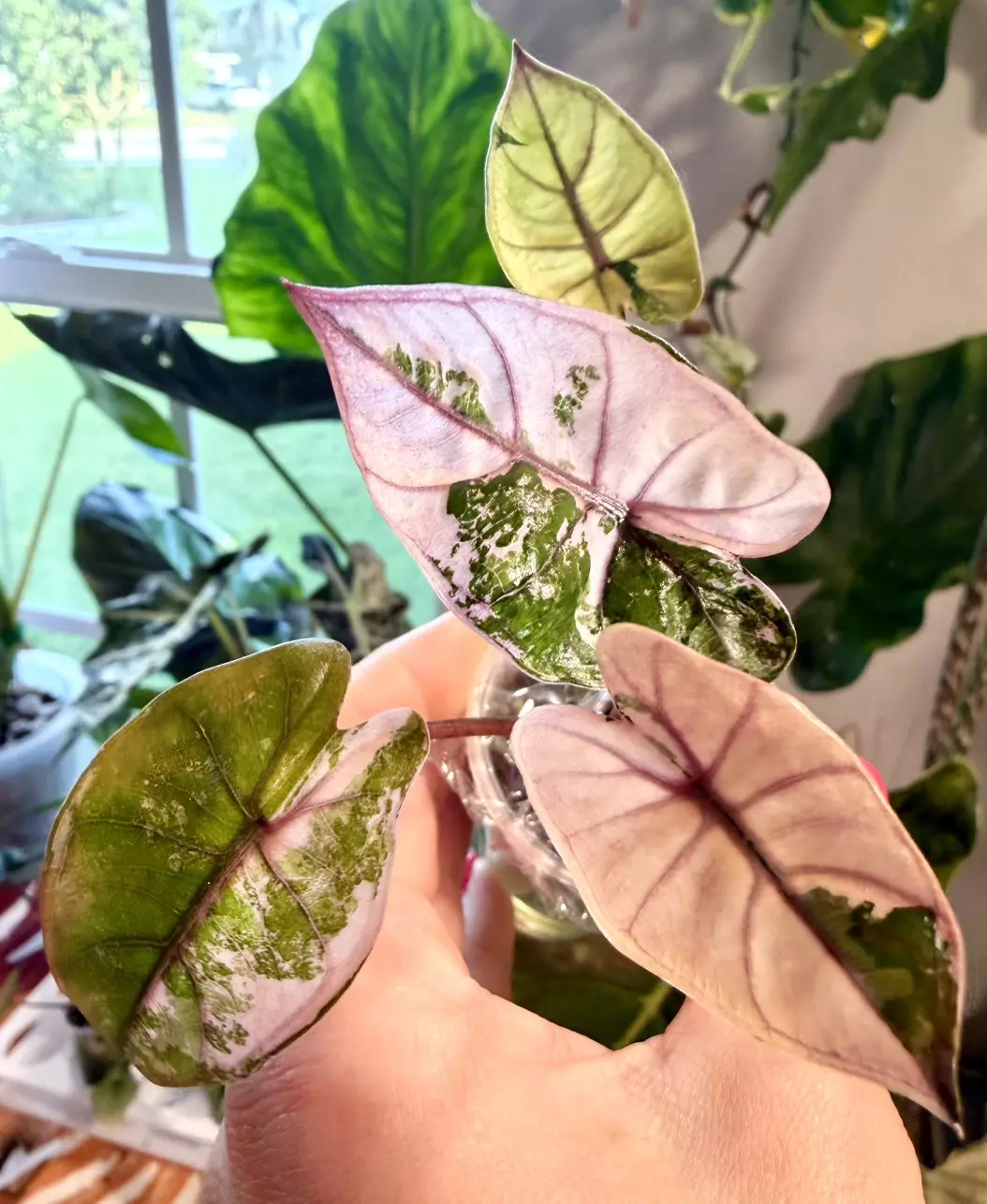 Pink Plumbea Alocasia thumbnail