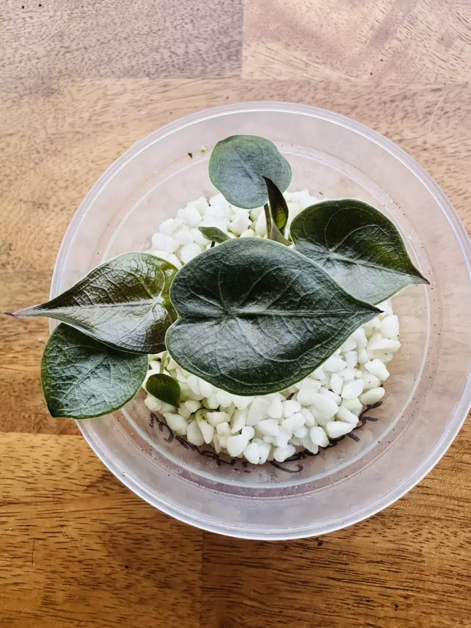 Alocasia Wentii Gamble (2 pups in 1 pot) thumbnail